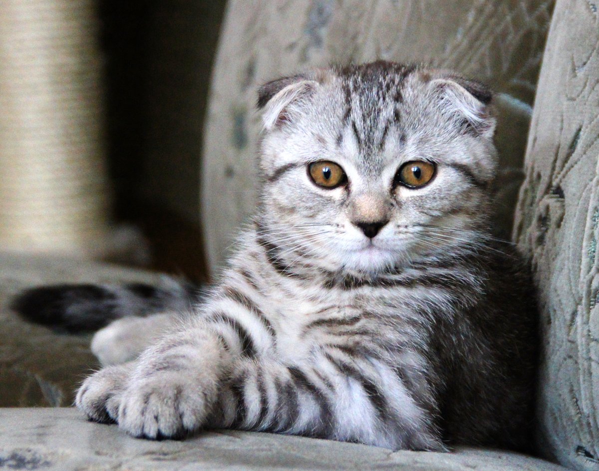 Eine Scottish Fold-Katze