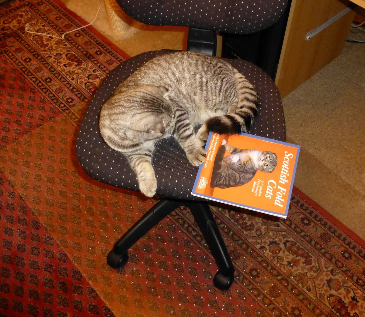 Eine Scottish Fold-Katze