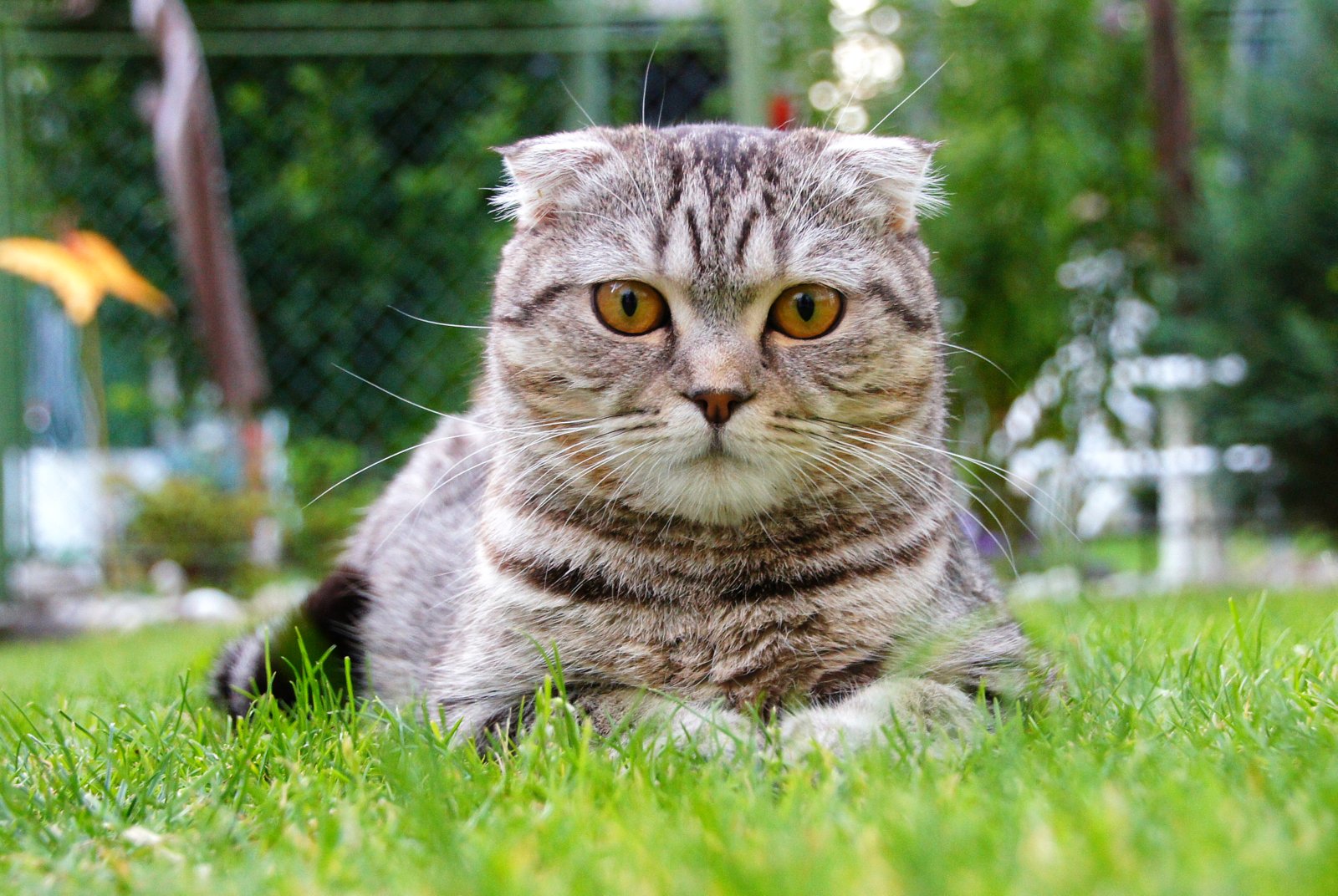 Eine Scottish Fold-Katze